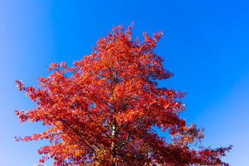 Eichenbaum färbt sich rot im Herbst