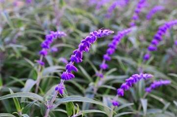 アメジストセージ（サルビア・レウカンサ）