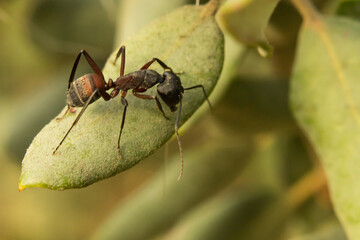 Camponotus cruentatus