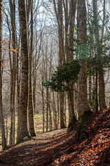 hiking trail in mountain to Laceno park