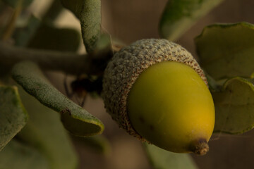 Macro de bellota