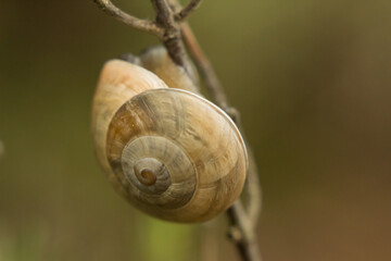 Caracol con bokeh