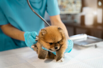 Female veterinary doctor using stethoscope for Dog. veterinary clinic.