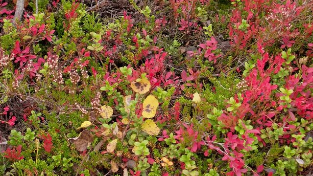 Colorful autumn undergrowth in Yll&auml;s, Lapland.
