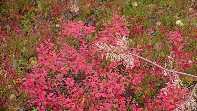 Colorful autumn undergrowth in Yll&auml;s, Lapland.