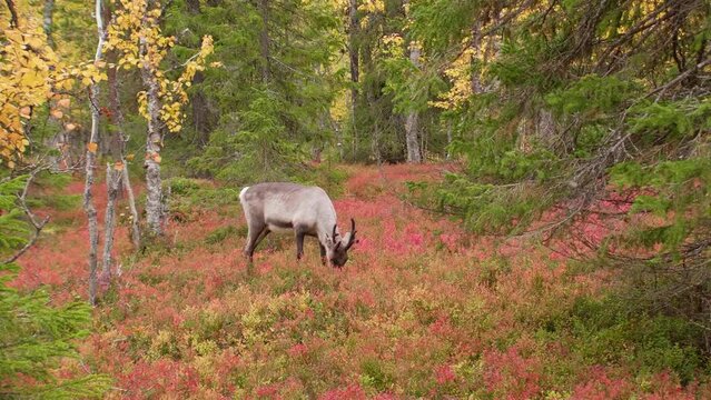 Two raindeers eating colorful autumn undergrowth in Yll&auml;s, Lapland.