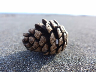 砂浜の松ぼっくり