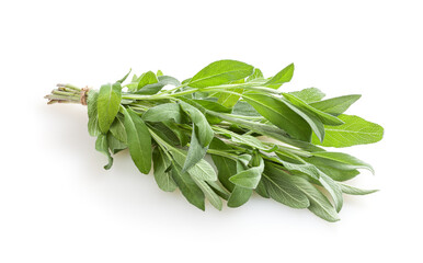 Fresh bunch of sage isolated on white background
