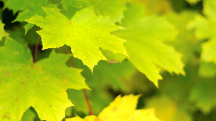 green maple leaves