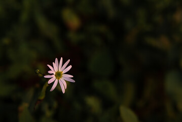 道端の小さな花