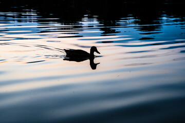 duck in the water