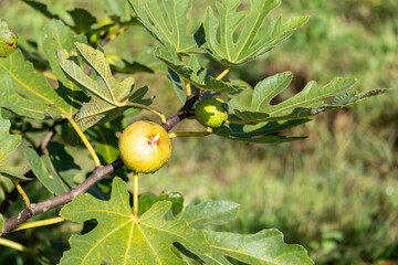 Obraz premium 美味しそうなイチジク