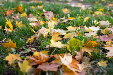 fallen maple leaves in the grass, selective focus