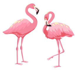 Flamingo bird illustration design. Pink flamingo set. For summer and tropical wildlife animal collection