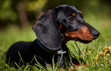 Cute young dachshund dog puppy on the field in grass.