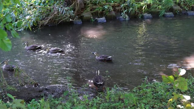 小川で泳ぐ鴨　鳥の水遊び　楽しい家族　4K動画