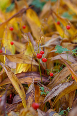 Berries of the lily of the valley medicinal in the autumn garden