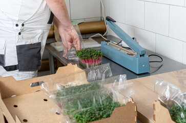 Packaging of the harvest of micro-green peas for sale in the sup