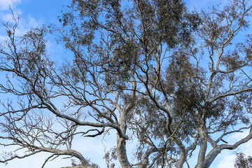 eucalyptus tree against blue sky