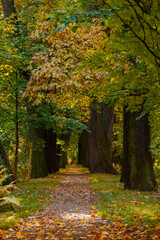 Fototapeta na wymiar Autumn scene in the park. An alley of trees with red and yellow foliage