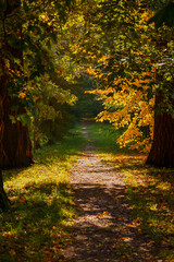Autumn scene in the park. An alley of trees with red and yellow foliage