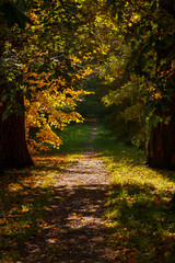 Fototapeta premium Autumn scene in the park. An alley of trees with red and yellow foliage
