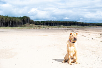 dog on the beach