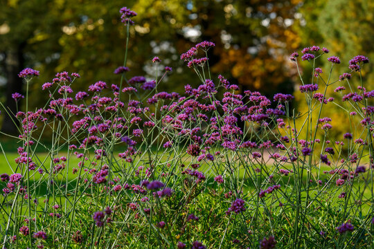 Verbena bonariensis flowers (Argentinian Vervain or Purpletop Vervain, Clustertop Vervain, Tall Verbena, Pretty Verbena) in garden
