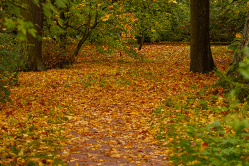  Autumn trees in the park. Yellow and red foliage of trees in the autumn season