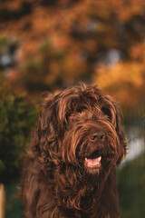 a brown dog, a pudelpointer, with autumn colors in the background