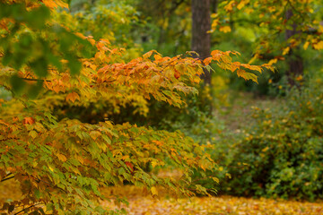  Autumn trees in the park. Yellow and red foliage of trees in the autumn season