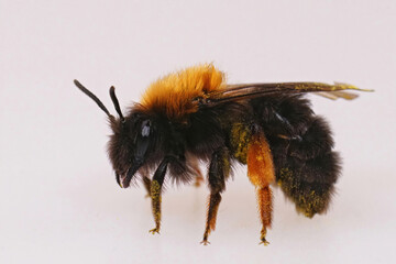 Closeup on a female early emerging Clarke's mining bee, Andrena clarkella on white background
