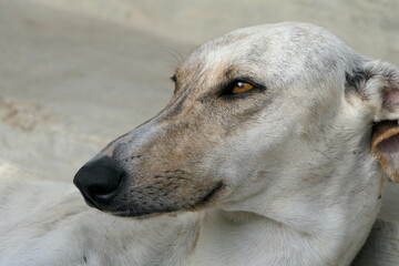 Greyhound Hund