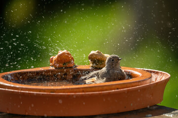a black redstart female, phoenicurus ochruros, is bathing and splashing with water in a bird bath