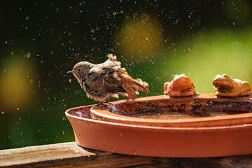 a black redstart female, phoenicurus ochruros, is bathing and splashing with water in a bird bath