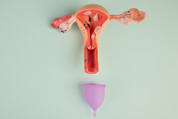 mockup of female reproductive system and pink menstrual cup on blue background. Concept of a...