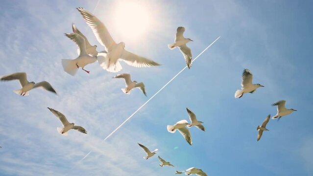 Big flock of white seagulls flying in the blue sky. 4k footage UHD 3840x2160
