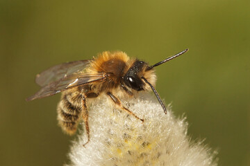 Closeup on a male of the early emerging Clarke's mining bee, Andrena clarkella