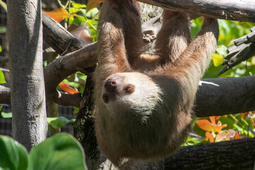 Sloth Hanging upside down - 536712828
