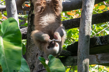 Sloth hanging upside down with claws in front of face - 536712830