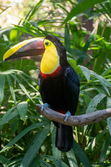 Toucan on Branch - 536712861