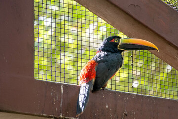 aracari Toucan in aviary with cage behind - 536712863