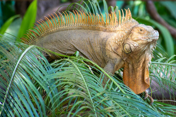 Crested brown iguana