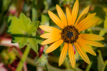 Western Australian Wildflowers up close