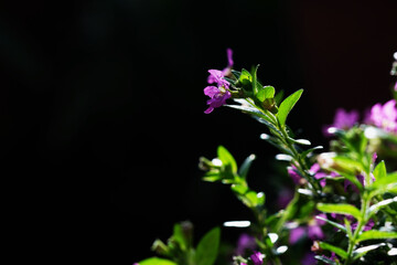 select focus  False heather, Elfin herb flower on black background