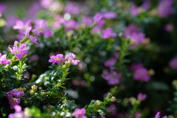 Obraz premium beautiful False heather, Elfin herb flower (select focus)