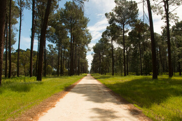 Fototapeta na wymiar Path in the Pines