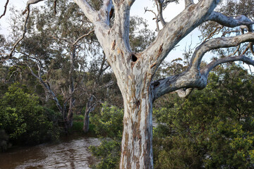 old growth eucalyptus tree with natural hole in trunk for wildlife on the werribee river