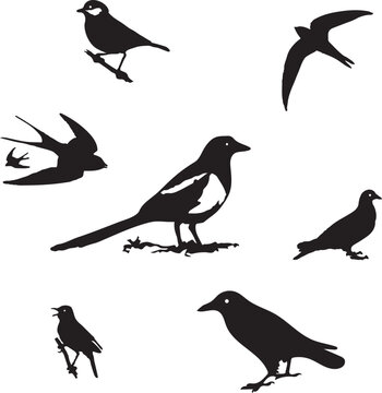 Collection of Birds silhouette on a white background,vector