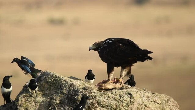 aguila imperial come sobre la roca con las urracas